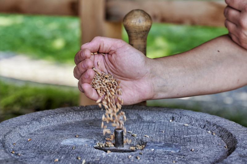 Eine Hand l&auml;sst Getreidek&ouml;rner auf einen M&uuml;hlstein rieseln